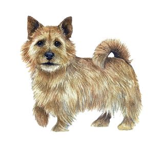 norfolk terrier