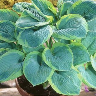 Frances Williams Hosta -