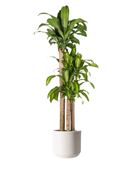 Dracaena Mass Cane