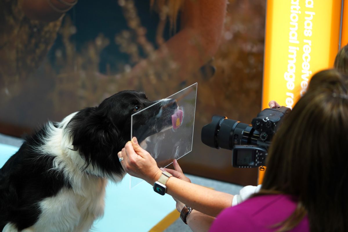 The dogs that stole our hearts at The Photography and Video Show 2022
