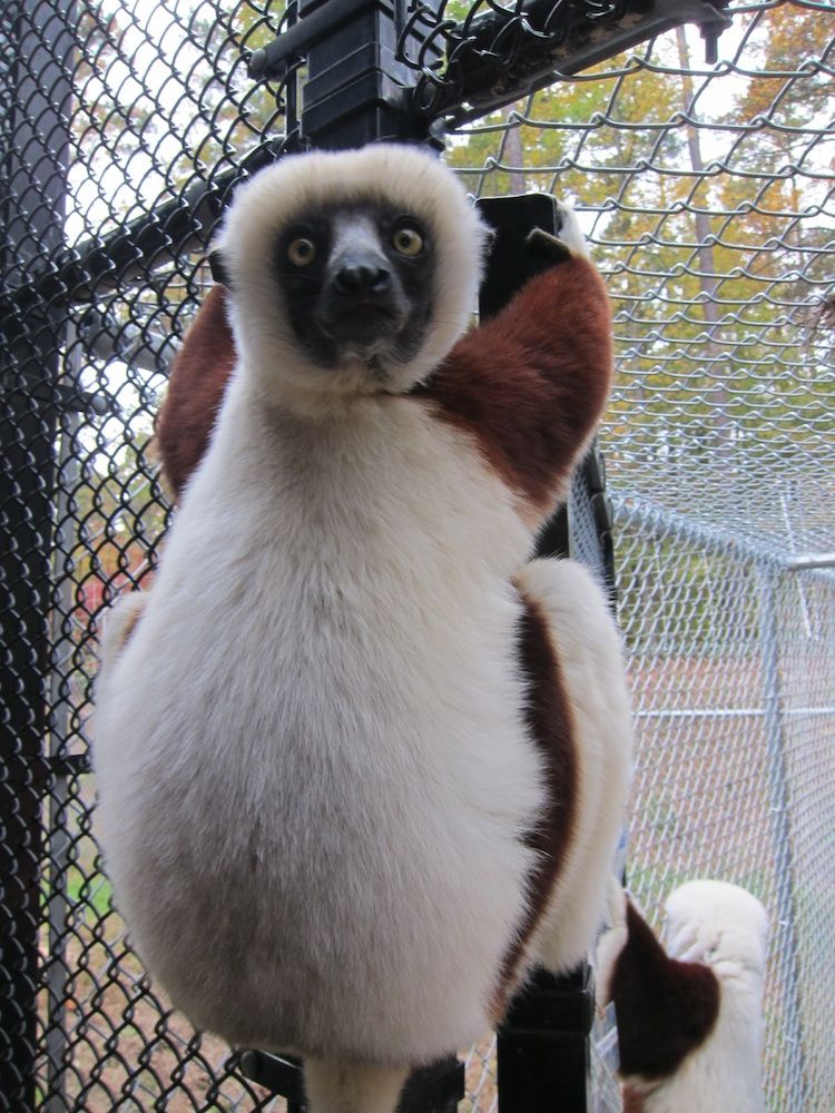 Sifaka lemur at Duke