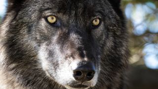 Close-up of black wolf