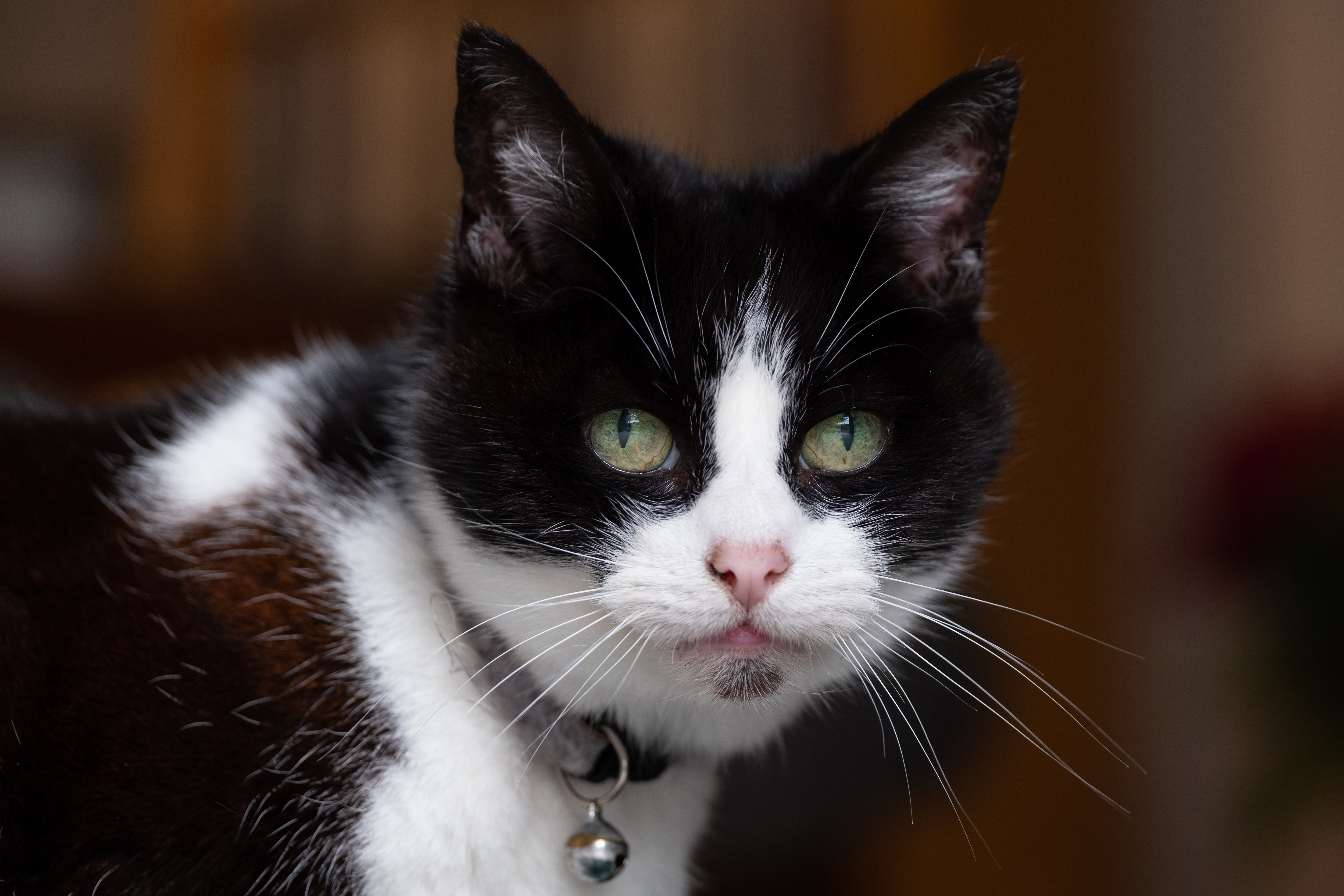 A black and white cat