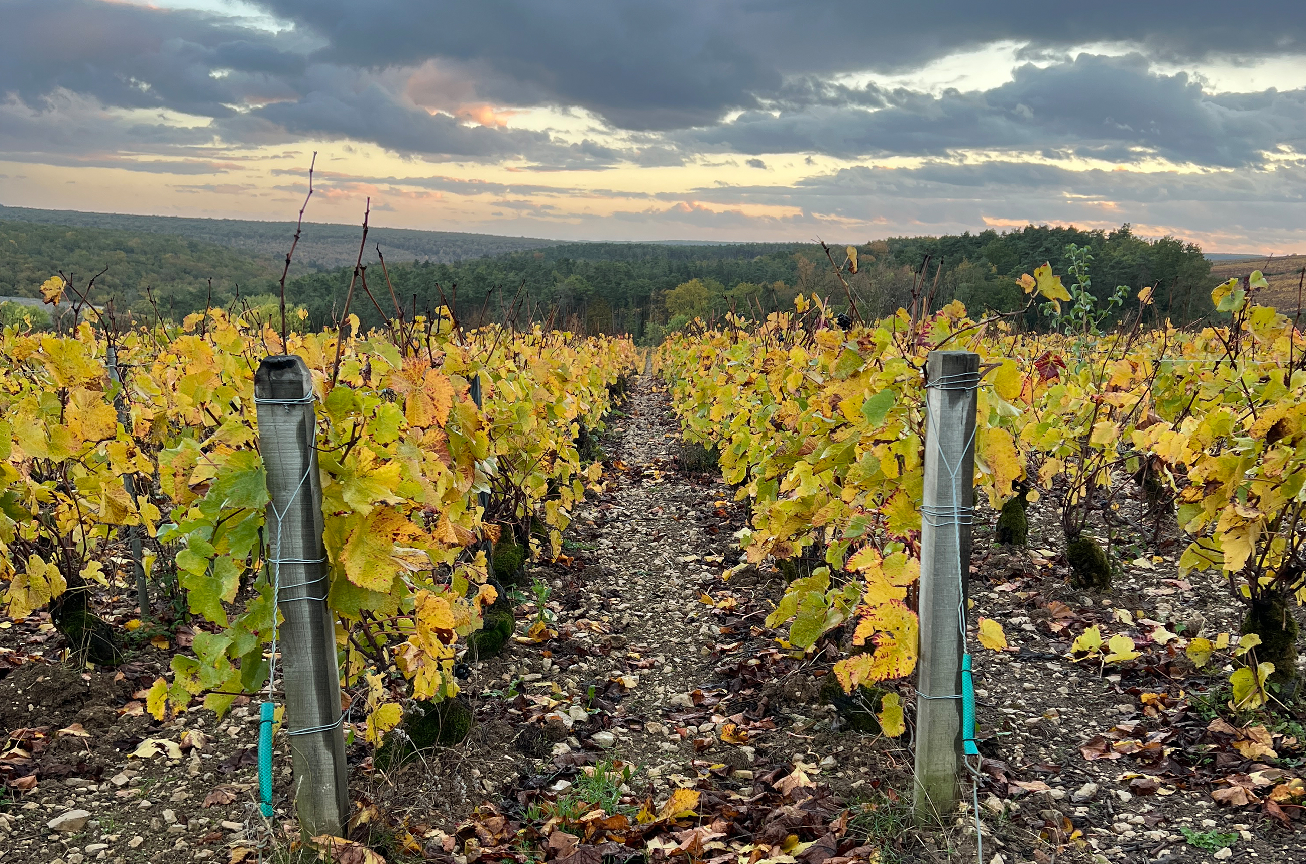 Vines under a cloudy sky