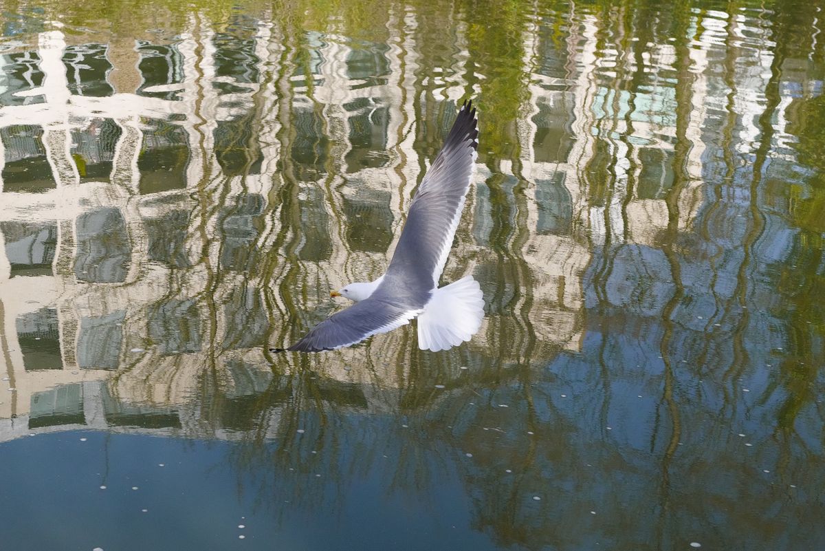 A photo of a seagull, taken on a Sigma BF camera