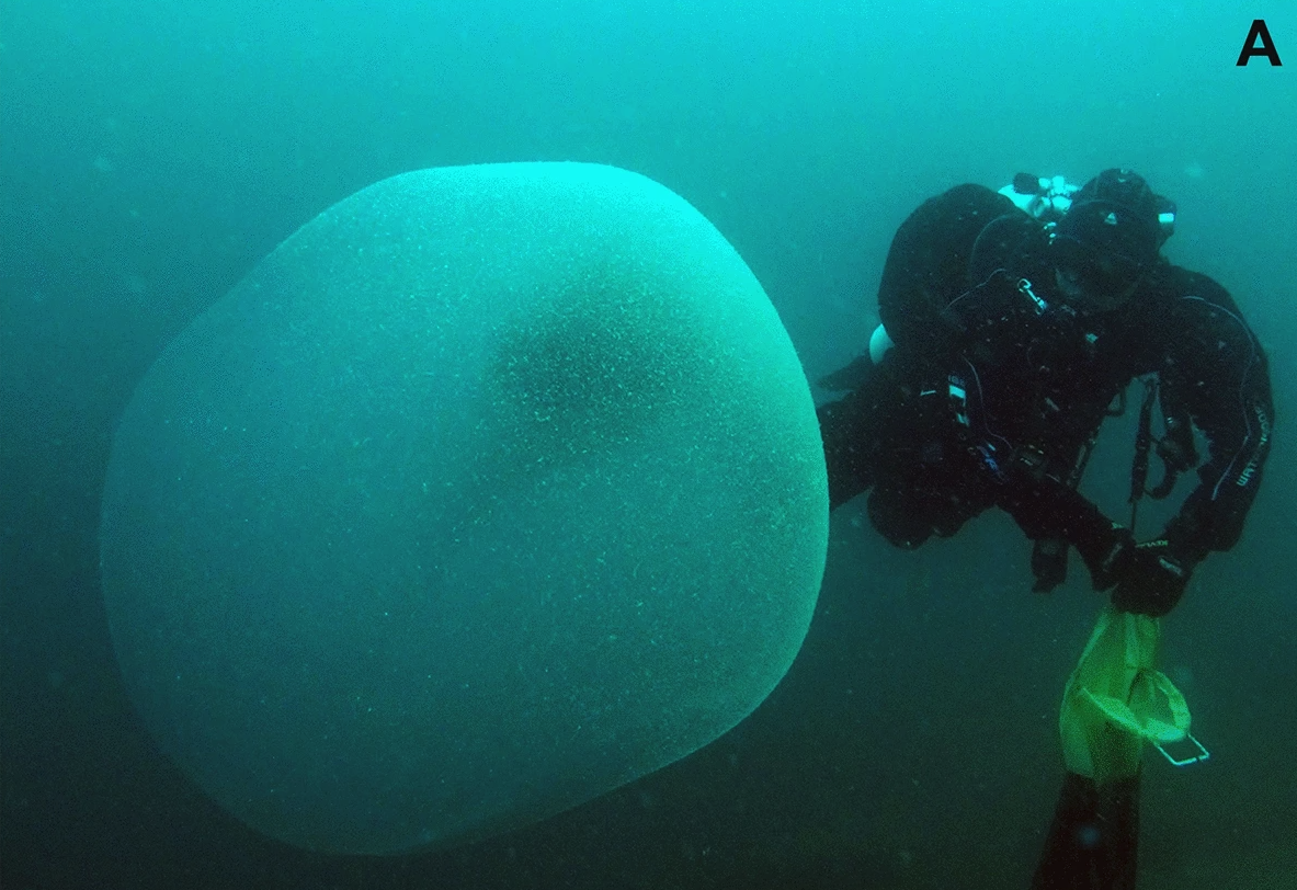 A photo of one of the enormous, gelatinous blobs sighted near Norway.