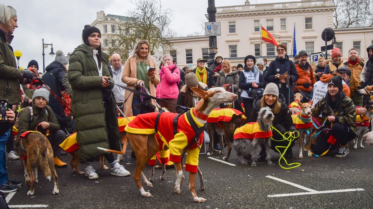 Protesters and dogs, many of them rescues, gather outside the Spanish Embassy calling for an end to hunting with dogs (Podencos) in Spain