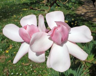 Flowers on a Sargent's magnolia, also known as magnolia sargentiana