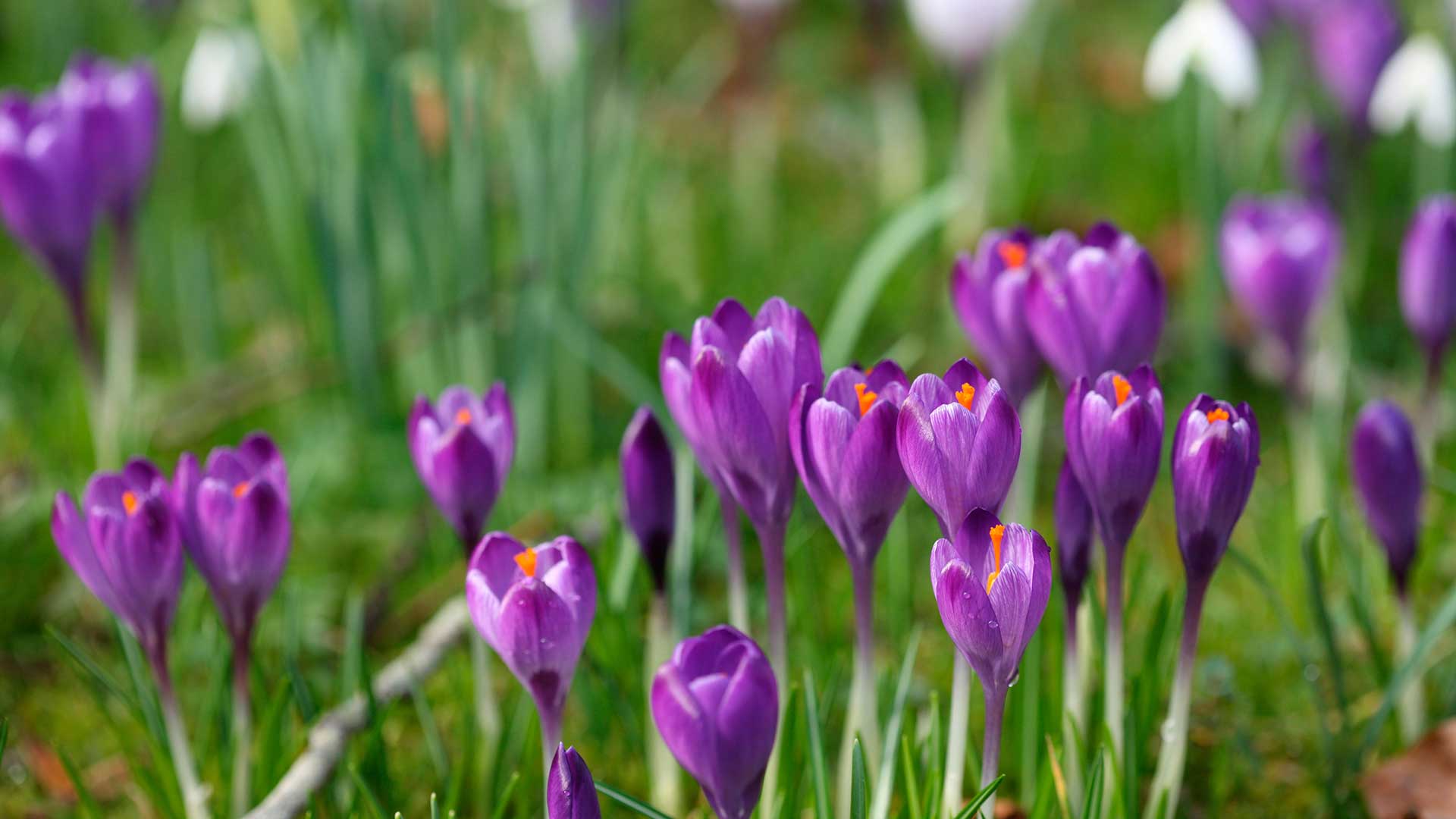 purple crocuses in lawn