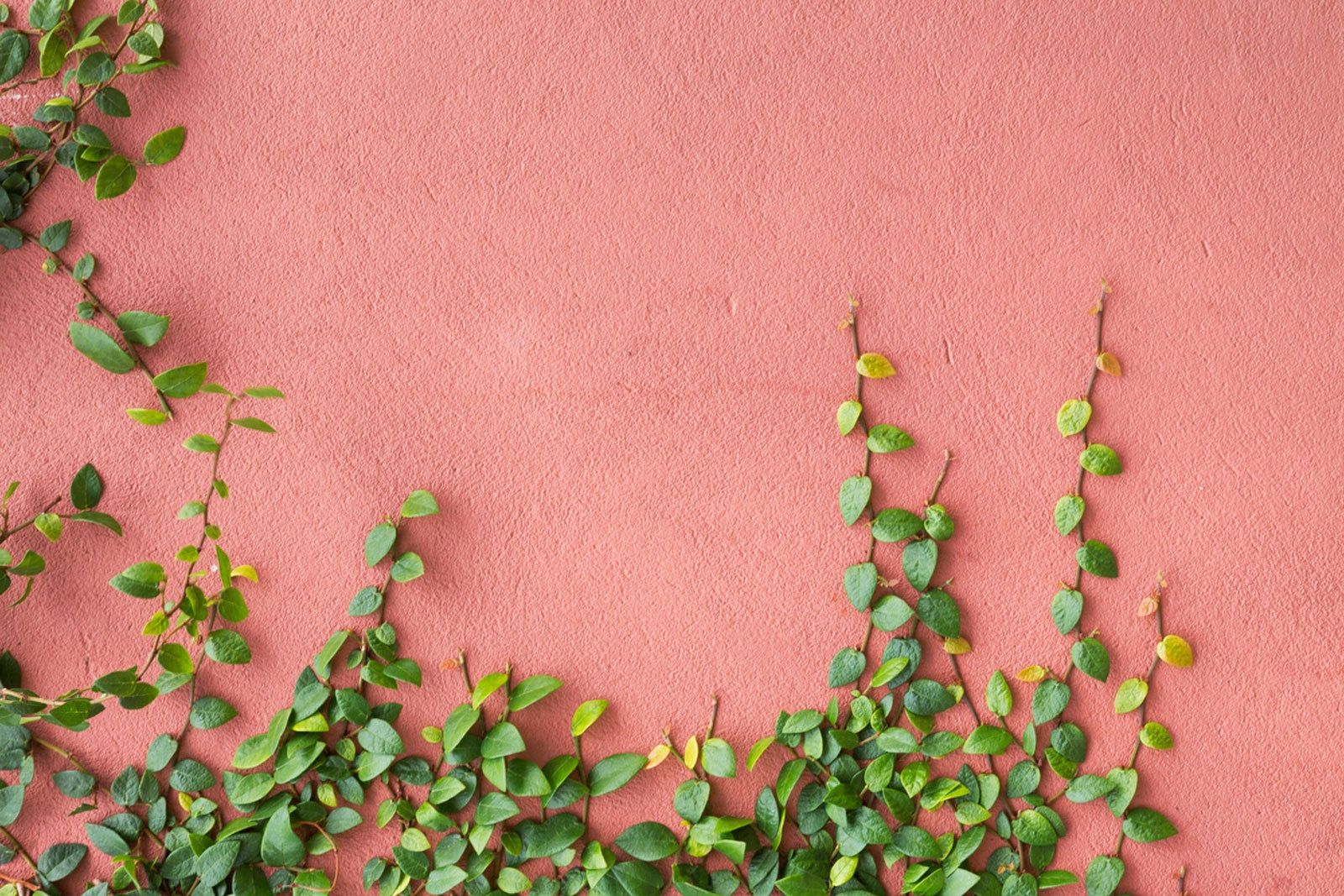 Growing Plants Against A Wall – What Are The Best Plants For Walls ...