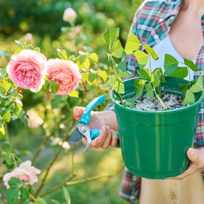 Gardener propagates roses by stem cuttings