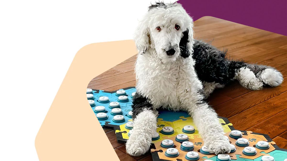 A dog, Bunny, surrounded by FluentPet buttons