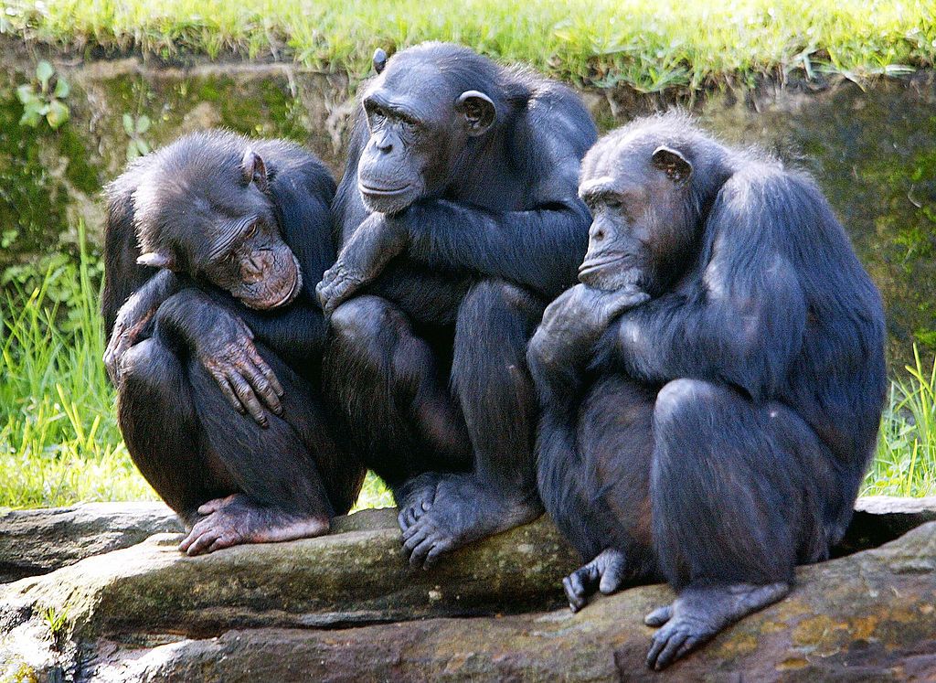 Chimpanzees.