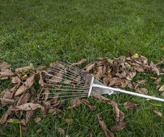 Gardener raking up dead leaves from a lawn