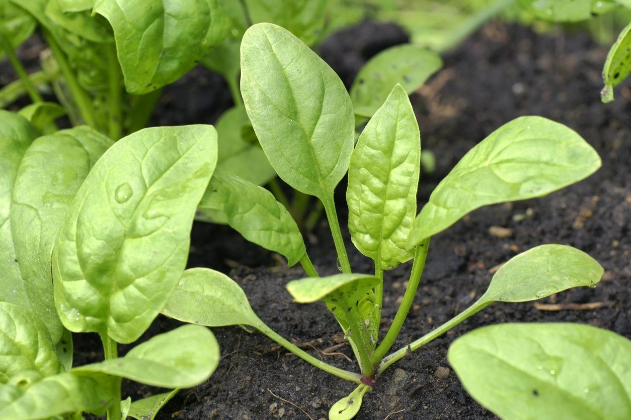 Sprouting Green Vegetables In A Garden