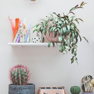 A shelf with a houseplant and decorative items and a cactus underneath