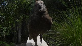 A gray and green parrot looks at the camera, its beak open with the top of its beak missing. Grasses and trees sit behind it.