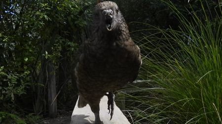 A gray and green parrot looks at the camera, its beak open with the top of its beak missing. Grasses and trees sit behind it.