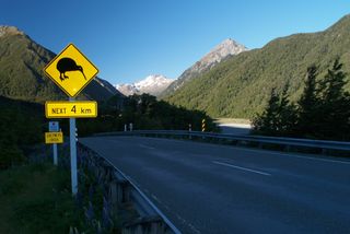 A kiwi crossing warns motorists. New Zealand loses about 20 kiwi per week.