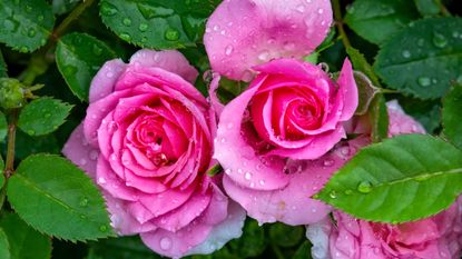 Pink roses in the rain