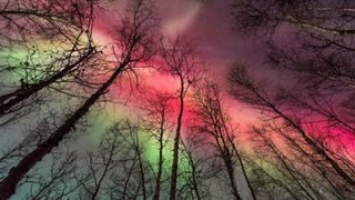 Vibrant view of northern lights through trees