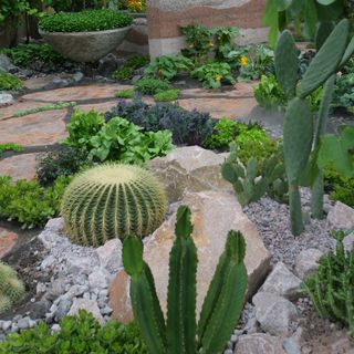 garden area with rocks and cactus plant