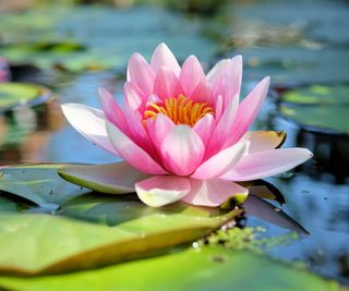 pink waterlily on pond