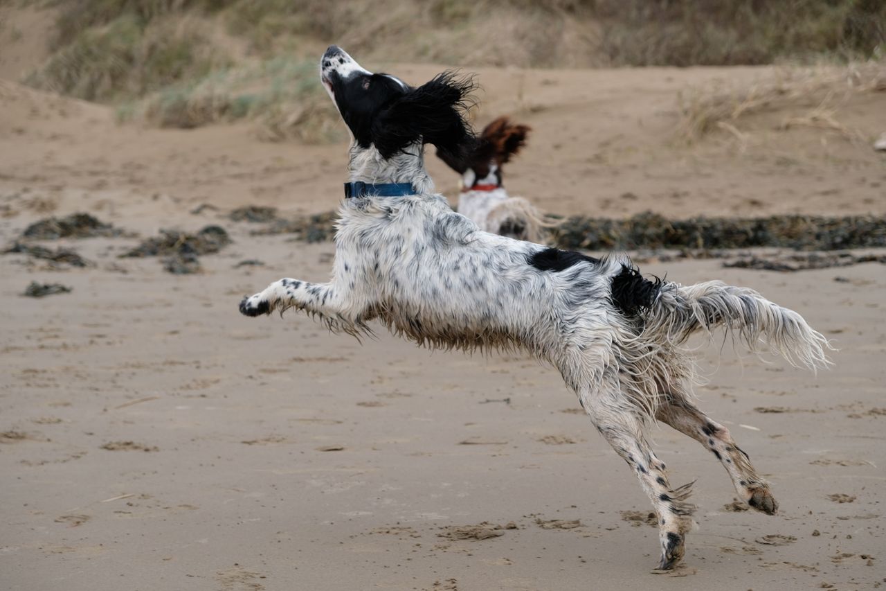 The new X-T20 easily outperforms its predecessor in&nbsp;continuous autofocus performance, providing you move fast enough to keep your&nbsp;subject framed correctly, as you can see in this sequence of five shots