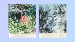 A photo of flowers next to a photo of a tree's leaves against a blue sky, taken on a Kodak Mini Shot 3 Era 2-in-1 hybrid instant camera