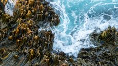 Bull kelp against sea waves, Curio Bay, New Zealand