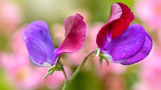 close-up of sweet pea flower