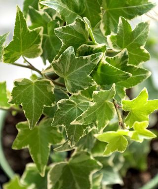 variegated English ivy indoors