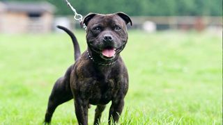 Staffordshire Bull Terrier