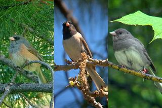 Three types of dark-eyed juncos found across North America. Although they look strikingly different, they can interbreed where their ranges meet, a phenomenon that puzzled early ornithologists but can now be understood with new genetic research tools.