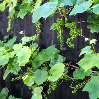 Grape vines growing along a black fence.