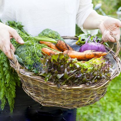 Gardener holding basket of harvested home-grown vegetables