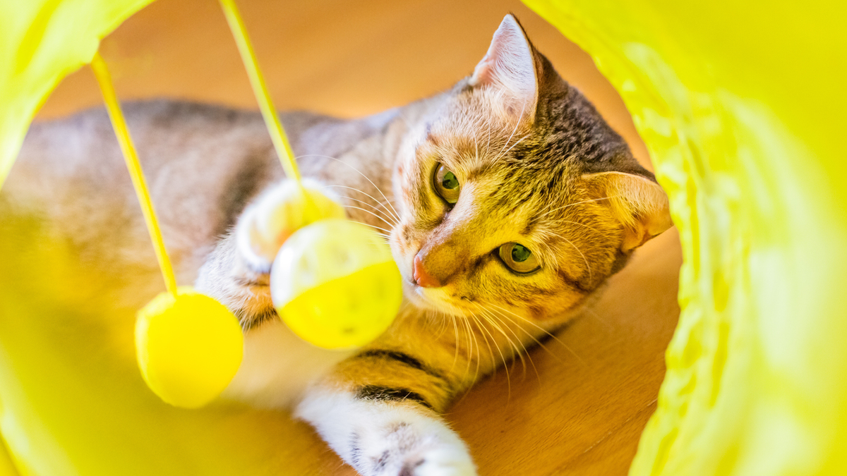 Ginger cat poking its head through a yellow cat toy tunnel with dangling balls