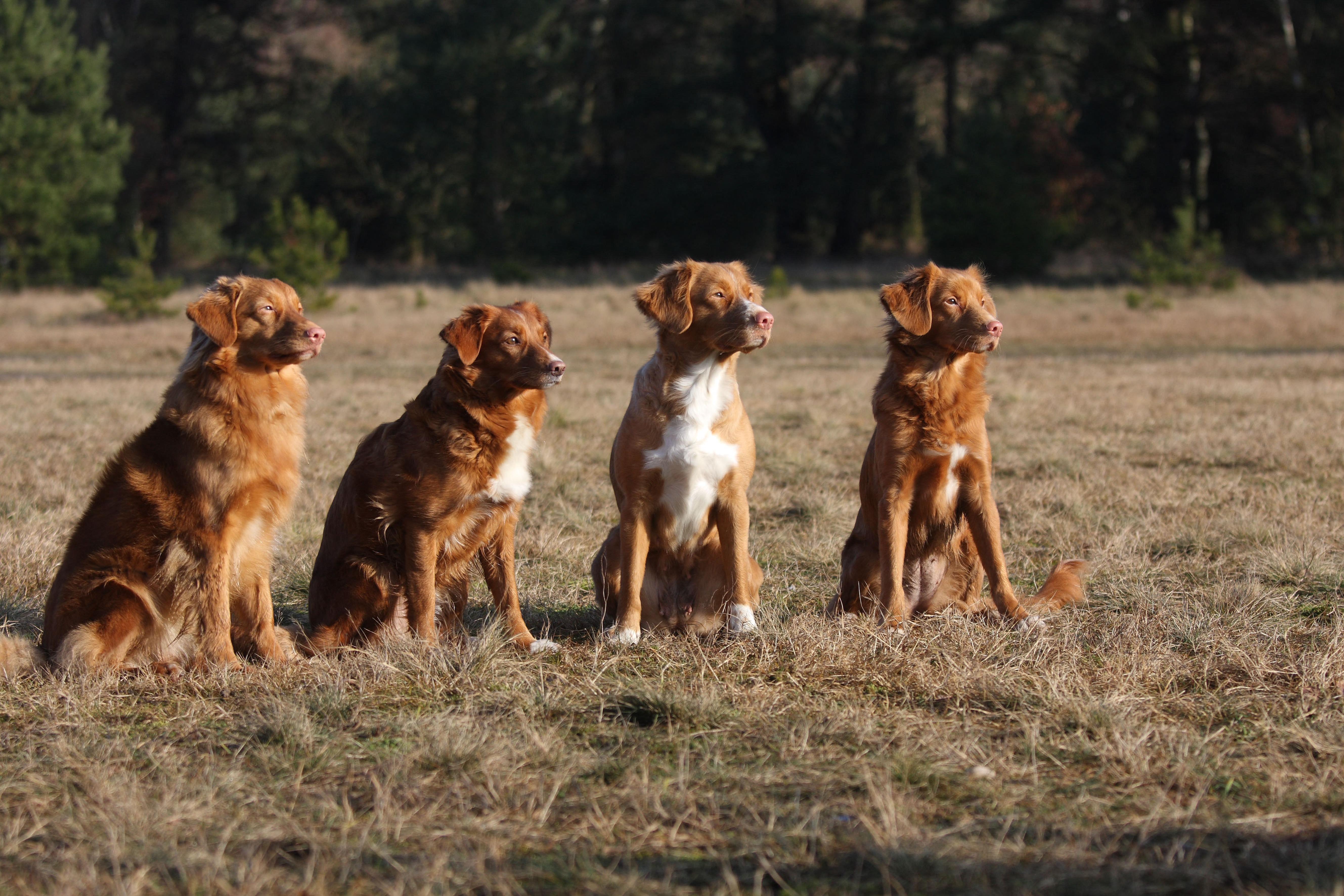 Four Nova Scotia duck tolling retrievers sitting in a line