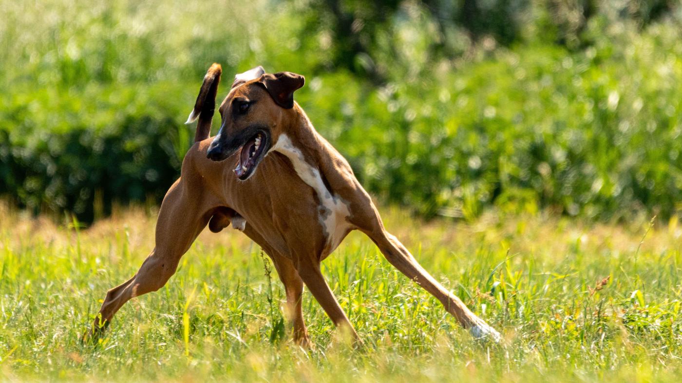 Azawakh lure coursing: one of the world's rare dog breeds