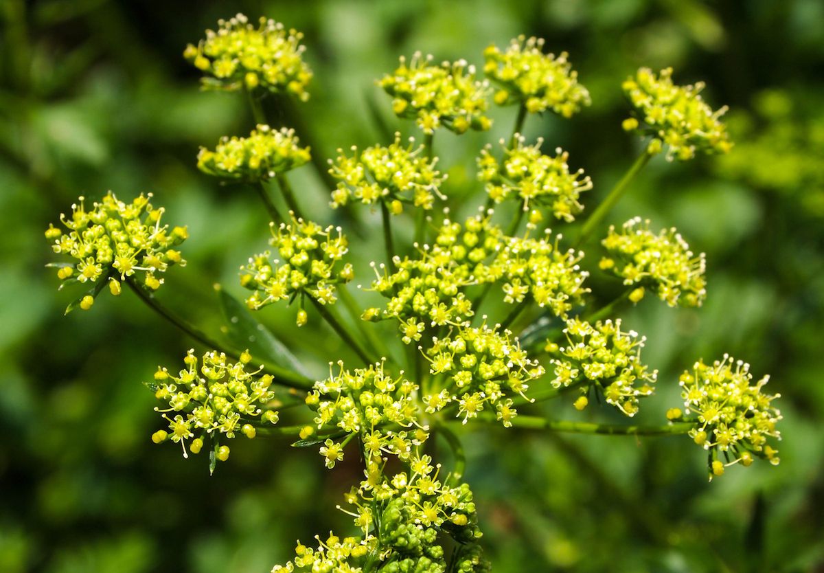 Wild parsnip flowers. 