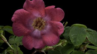 prairie rose Iowa state flower