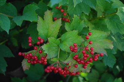 Viburnum Shrubs Full Of Red Berries