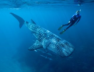 Whale sharks are [checks notes] freaking huge. Here, study co-author Mark Meekan swims with one.