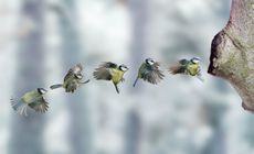 Coming in to land: a sequence showing the blue tit flying to its nest. Credit: Kim Taylor / naturepl.com