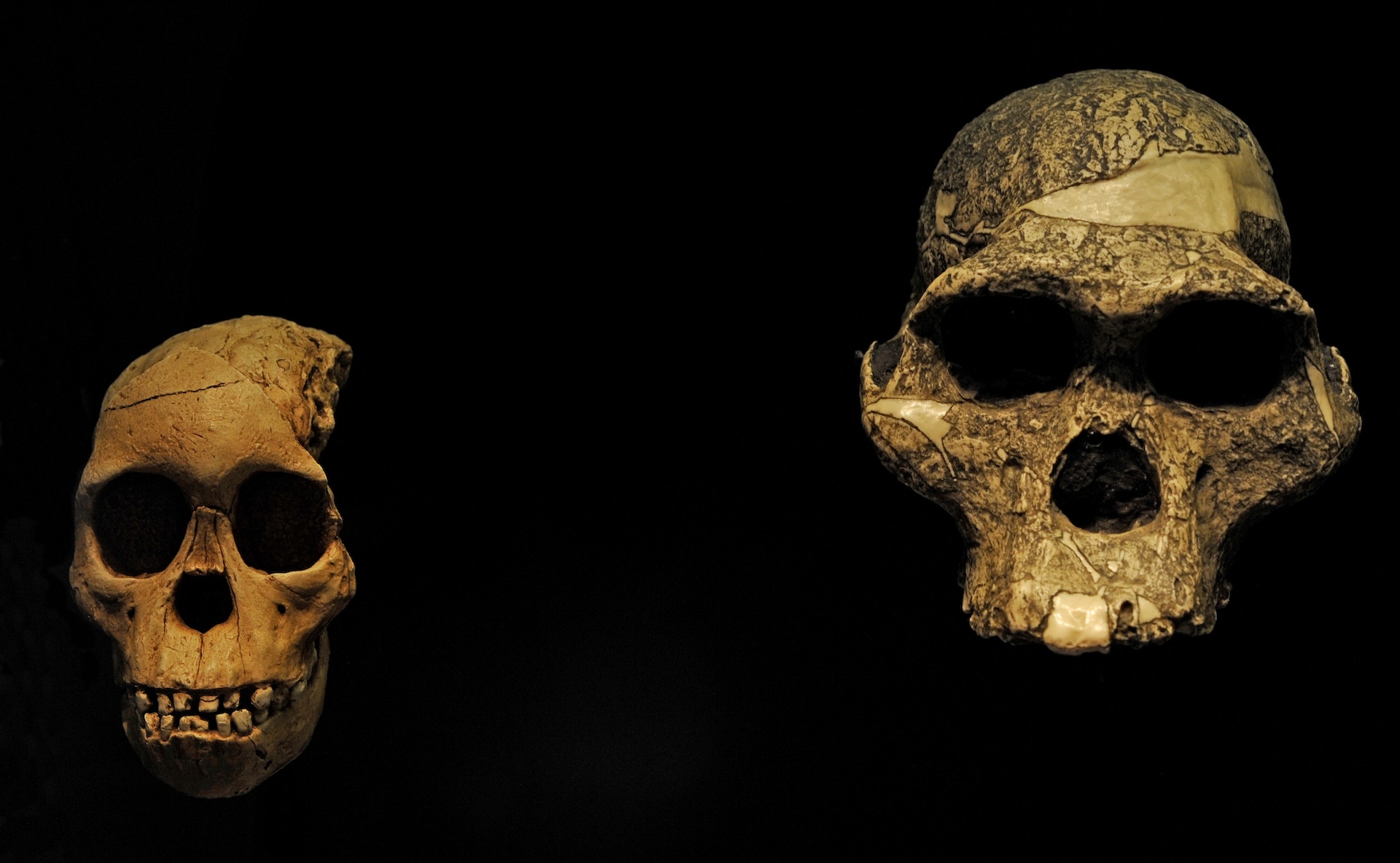 A comparison of the Taung child skull next to that of Mrs Ples, a much larger skull