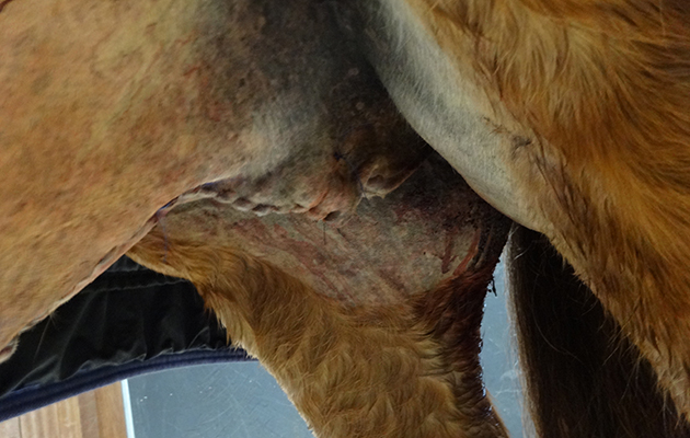 Sheath-site-after-surgery_88747942_191646351.jpg