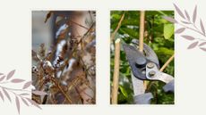 picture of a wilted buddleia bush with snow on it and a pair of secateurs cutting a buddleia 