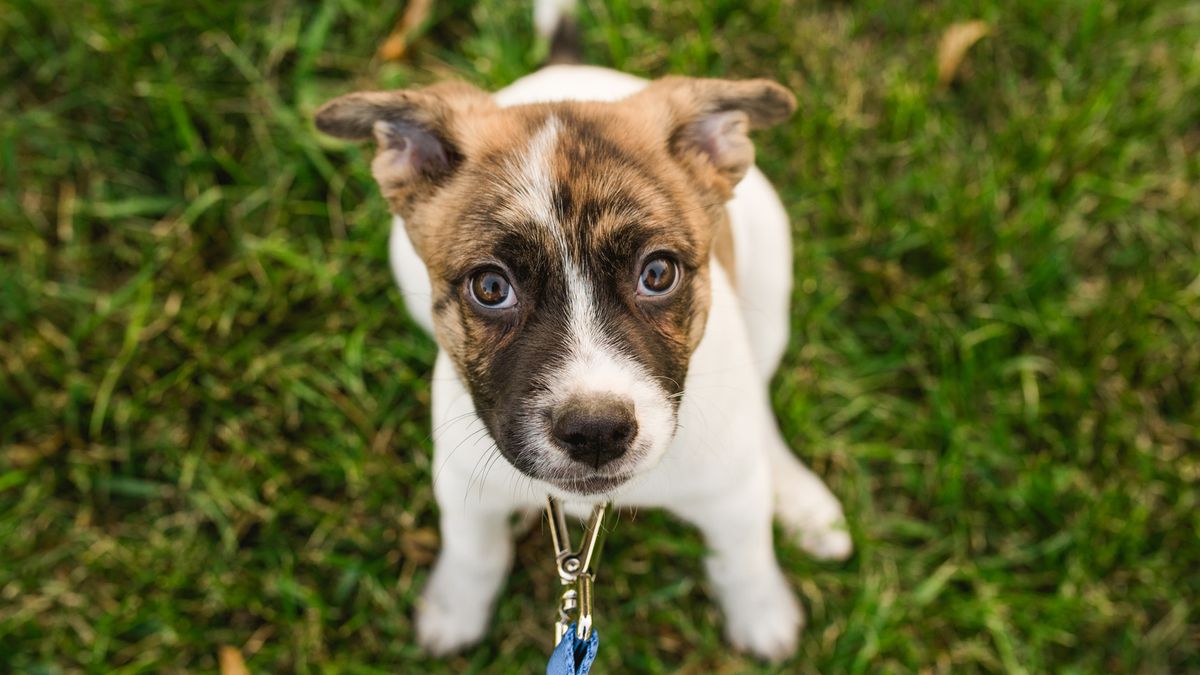 Puppy sitting down while attached to a leash