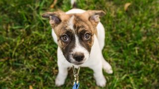 Nervous puppy sitting down while attached to a leash looking up at camera