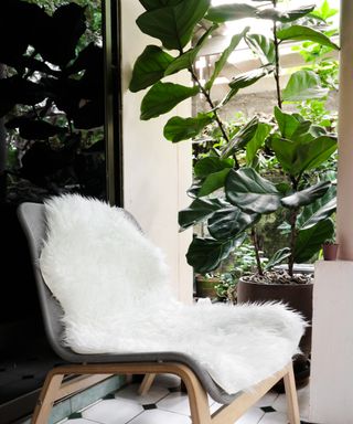 White sheepskin on easy chair with vintage rug and fiddle leaf fig tree in pot